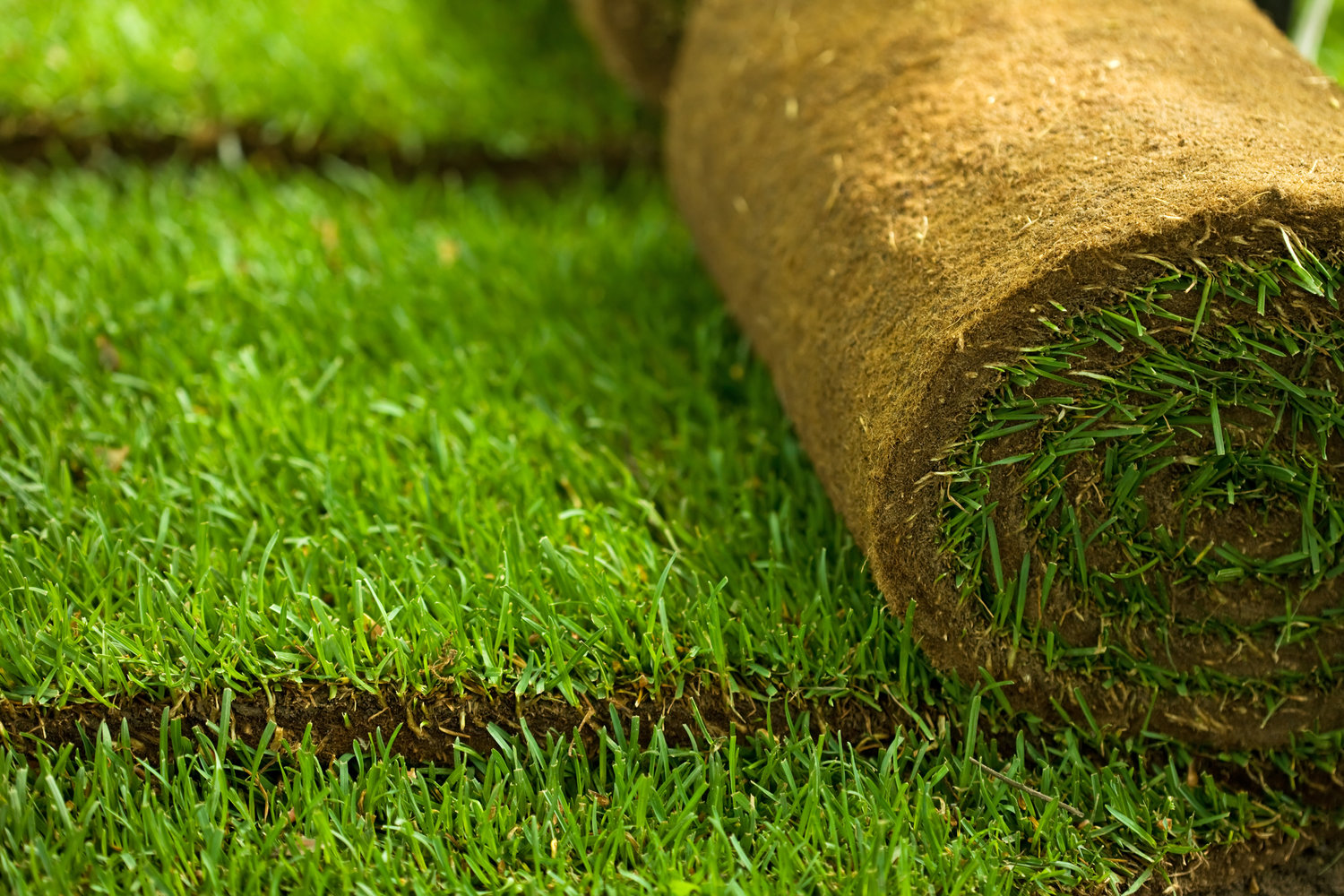 Could Artificial Grass Solve Some of Your Yard Problems? — Vista Landscaping