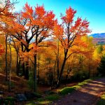 The United States Forest Land: Comprehensive...